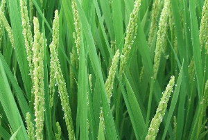 歐盟發(fā)布雙嗎啉甲烷等2個(gè)生物殺滅劑活性物質(zhì)的統(tǒng)一分類(lèi)和標(biāo)簽意見(jiàn)征詢(xún)